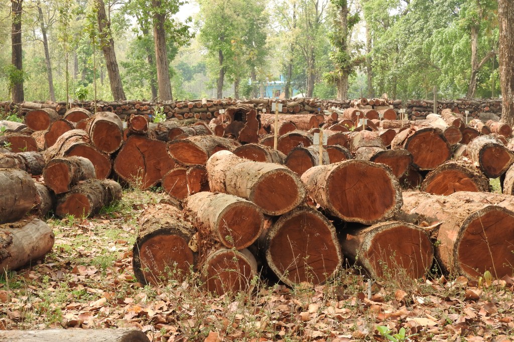 निषेधाज्ञा भएका बेला वनक्षेत्रमा तस्कर गतिविधि बढे