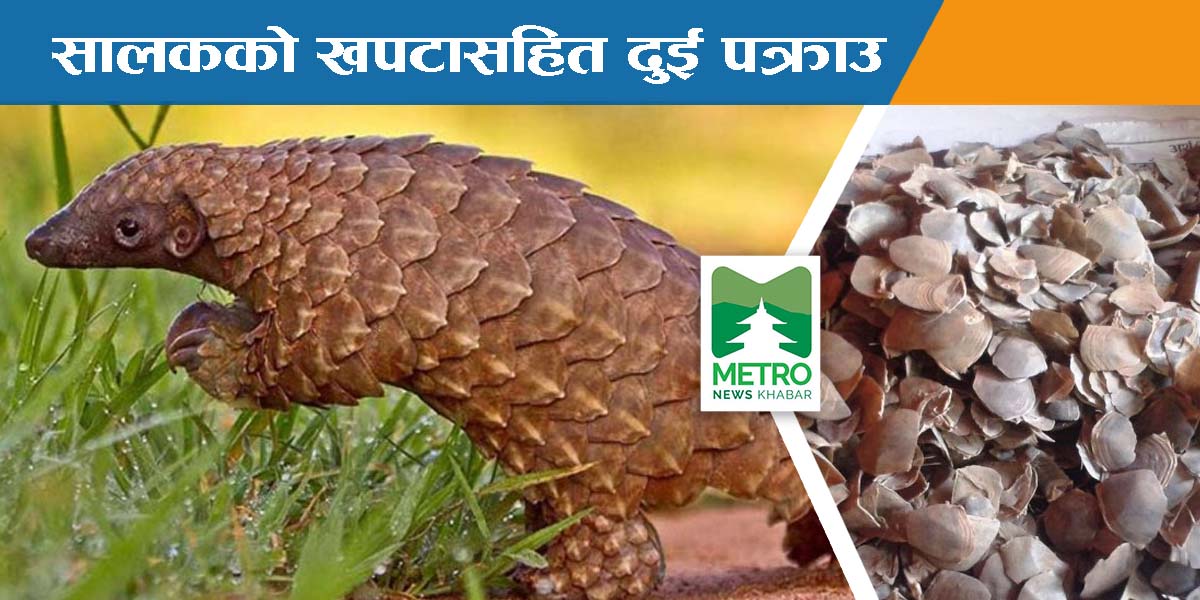 संरक्षित वन्यजन्तु सालकको खपटासहित दुई पक्राउ