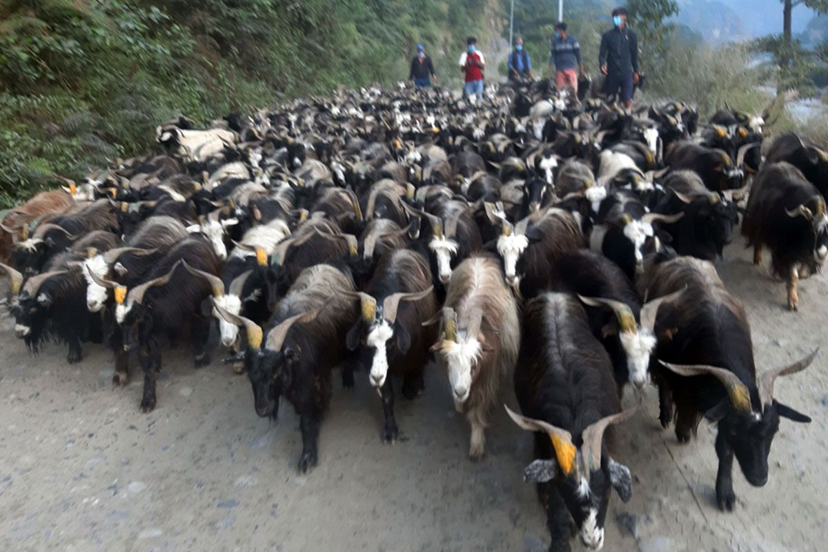 तिहारका लागि मुस्ताङबाट चार हजार भेडाच्याङग्रा बजारमा